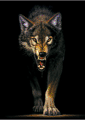 Swolf